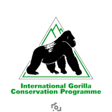 Gorilla Conservation Gorilla Conservation