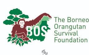 Orangutan Survival Orangutan Survival